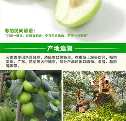 云南元謀 甜蜜滋味，新鮮直達——蜜棗與大青棗的味蕾盛宴