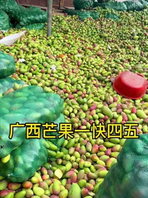 從枝頭到舌尖 百色金煌芒，新鮮應季的優質農產品